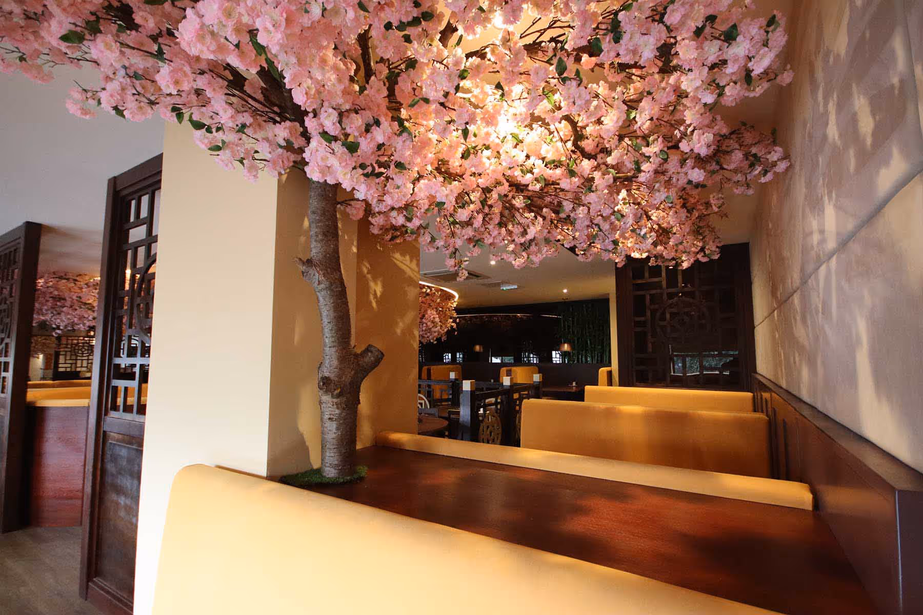 Under the Cherry Tree!