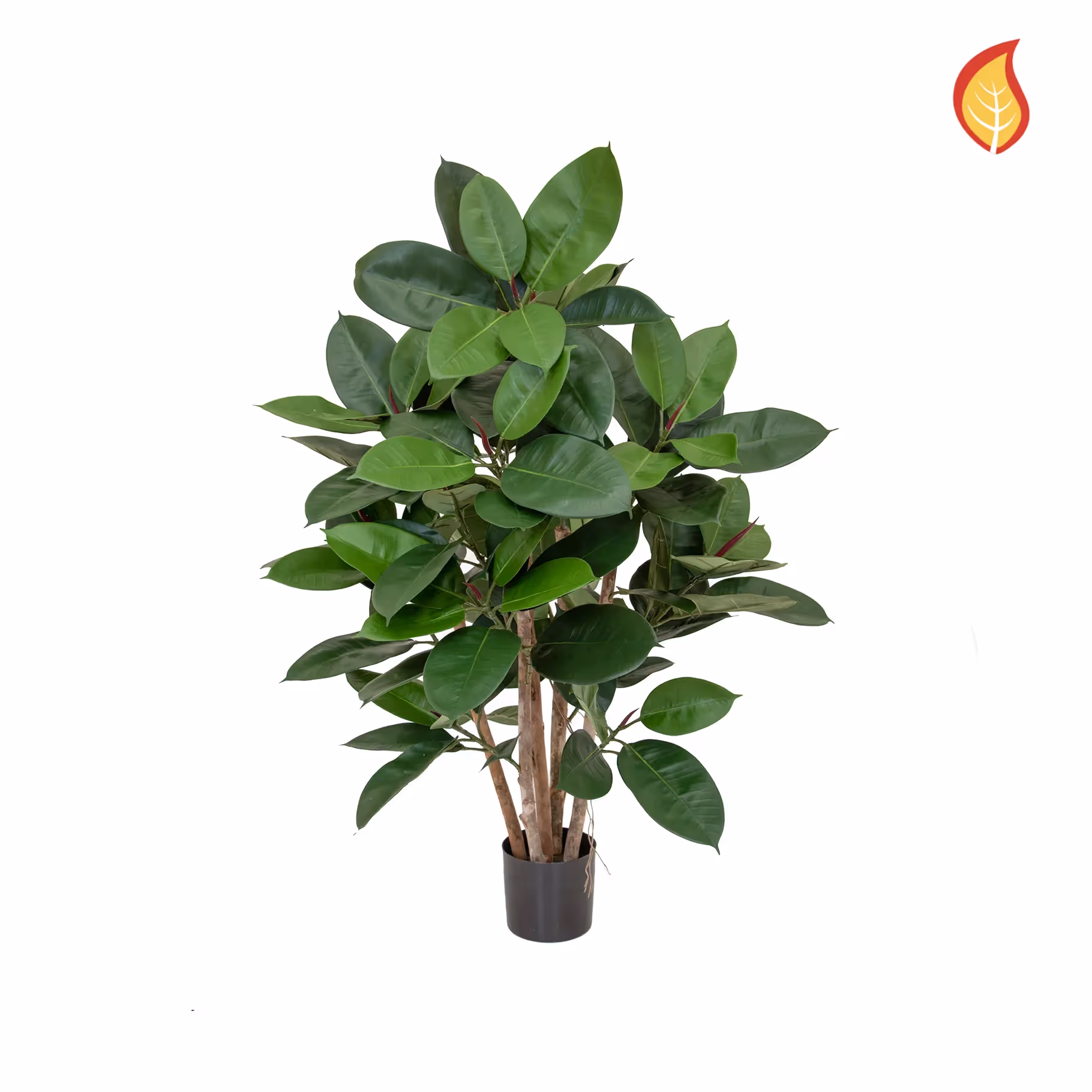 Artificial Ficus Elastica Multi Tree 60cm FR