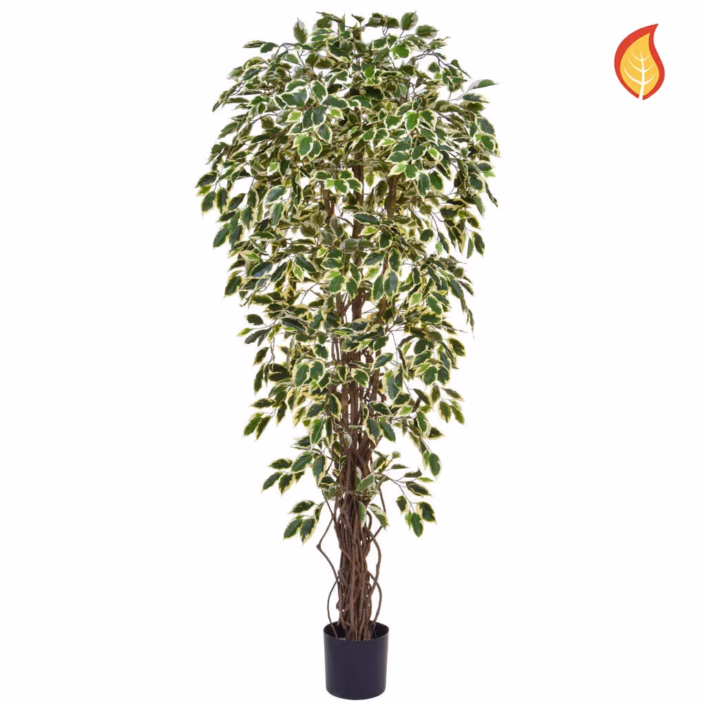 Artificial Ficus Liana Variegated 180cm FR