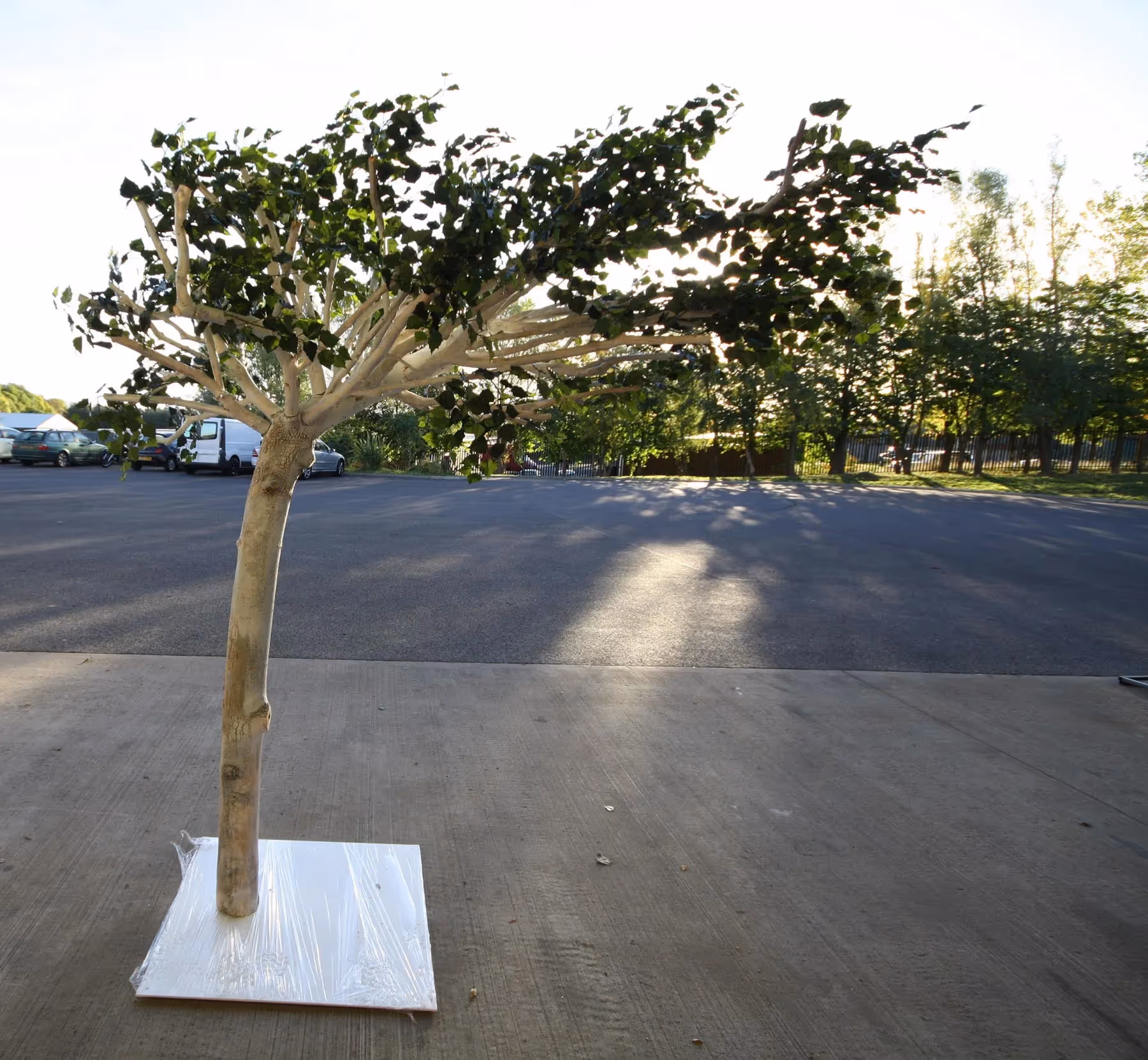 leaning Artificial Corner and Leaning Tree outside