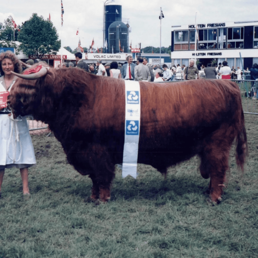 Classifieds Australian Highland Cattle Society classifieds-australian-highland-cattle-society