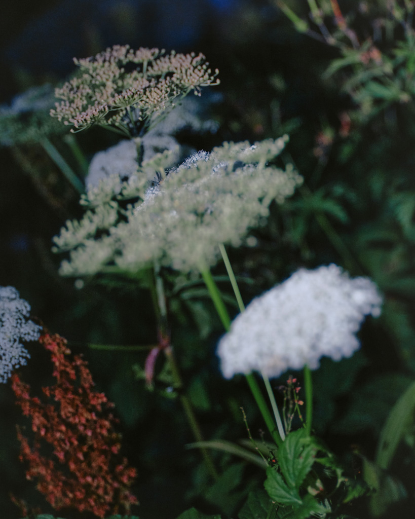 georgina olley studio folklore web design business strategy