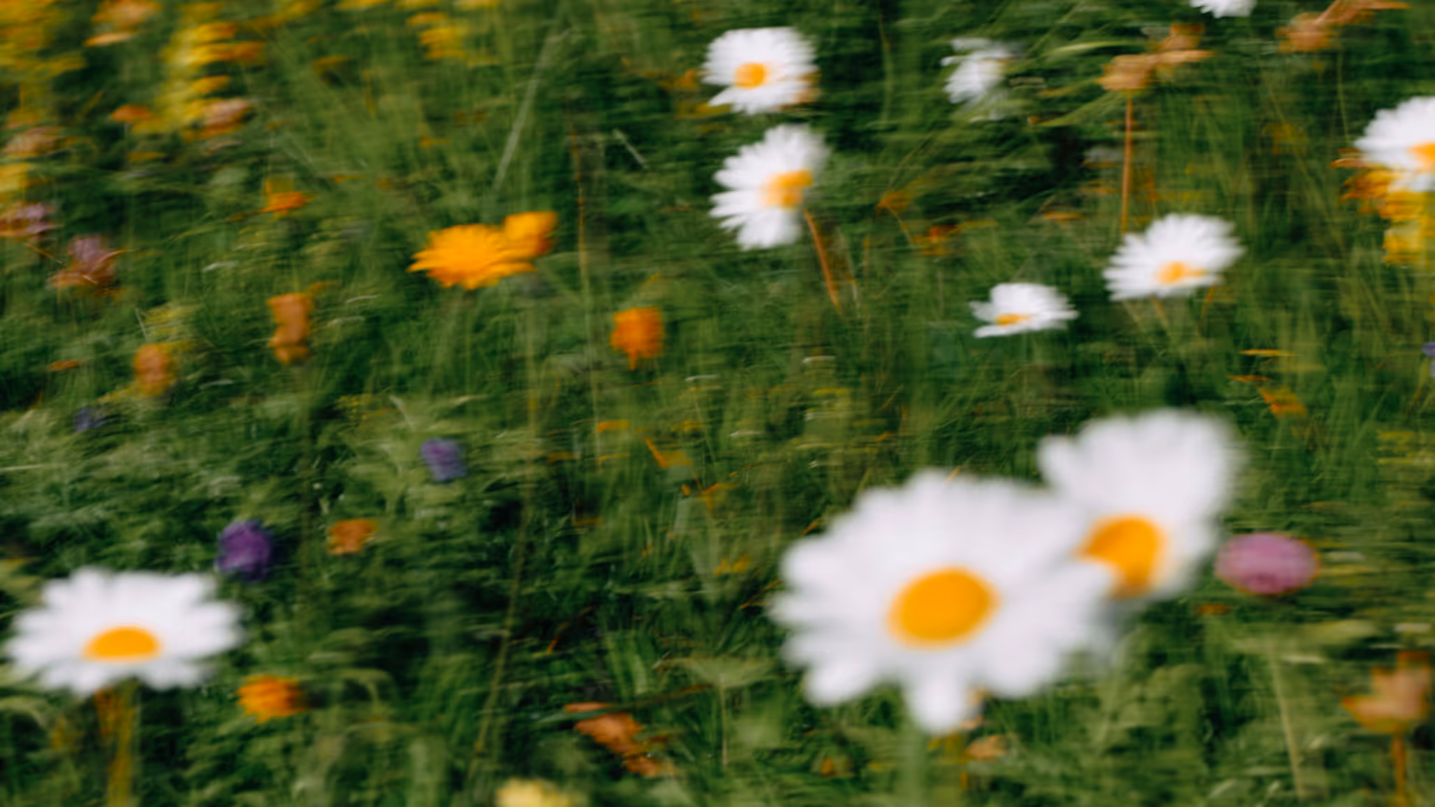 a flower scene daisies and grass studio folklore shopify sites and webflow sites