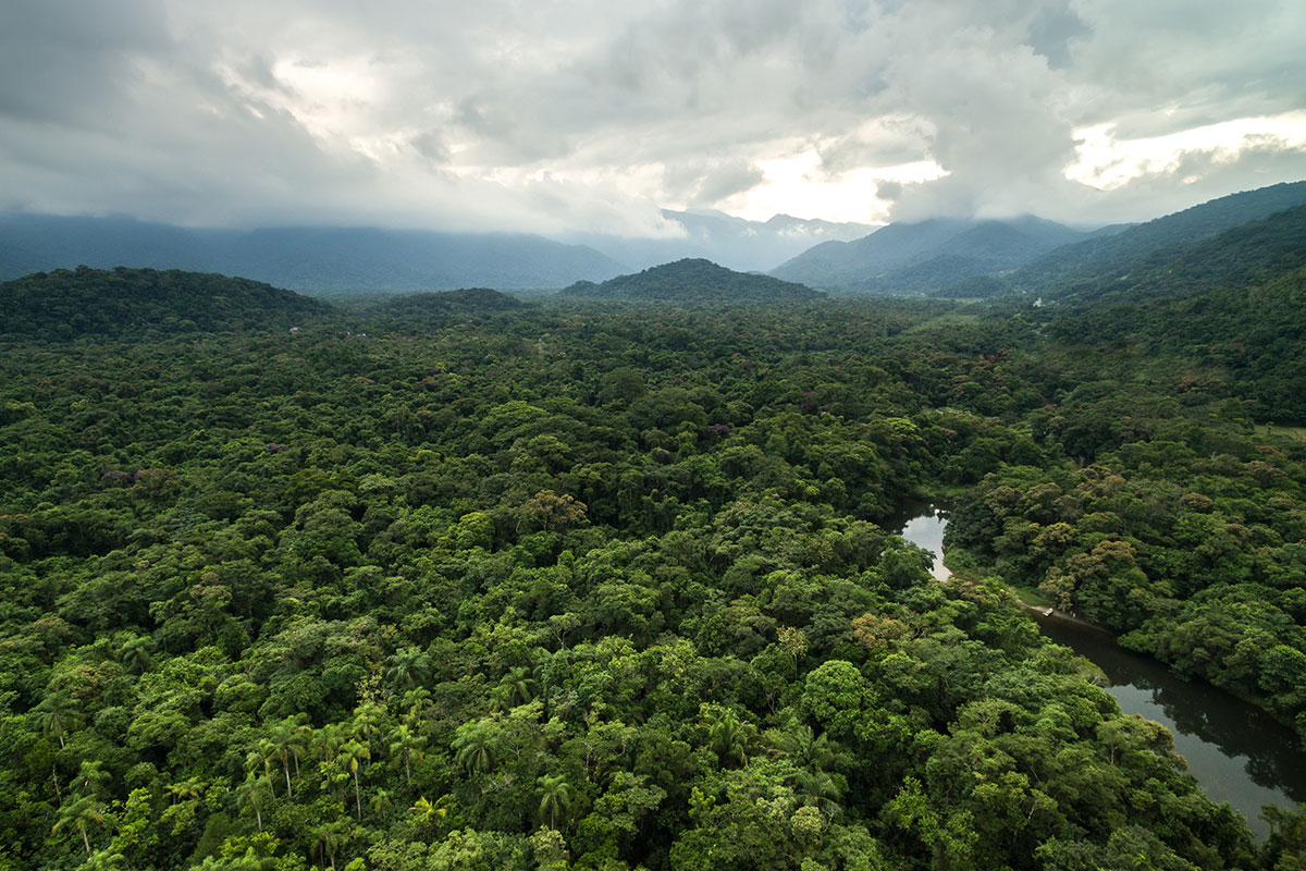 Amazon forest landscape with trees and mountains
