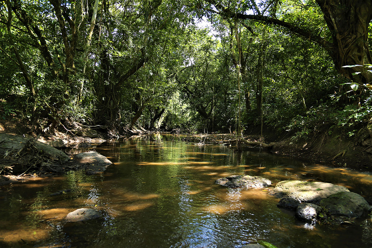 A stream running through dense forest in Nicaragua