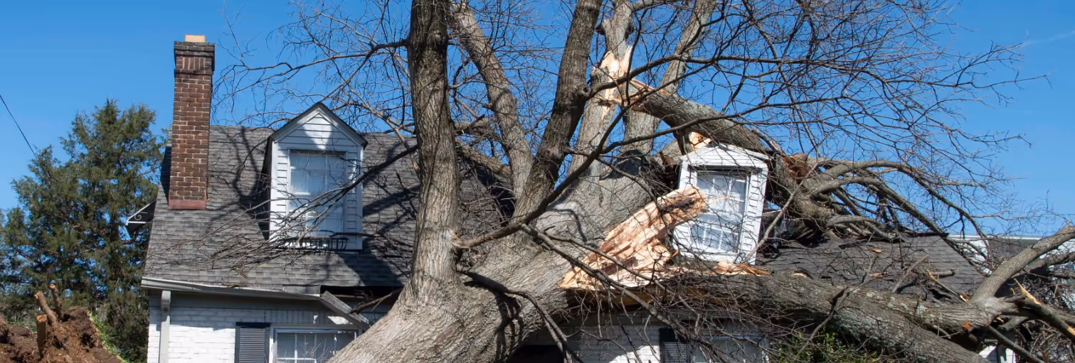 Large fallen tree broken in multiple places resting on the roof of a white house with a brick chimney and dormer windows.