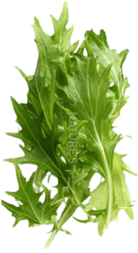 Salad image 