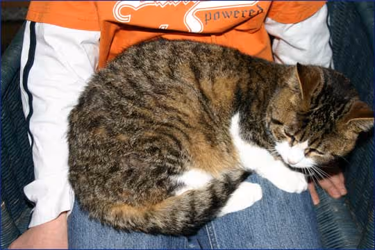 Kind, ca. 8 Jahre alt streichelt eine süße, wohlig schnurrende Katze
