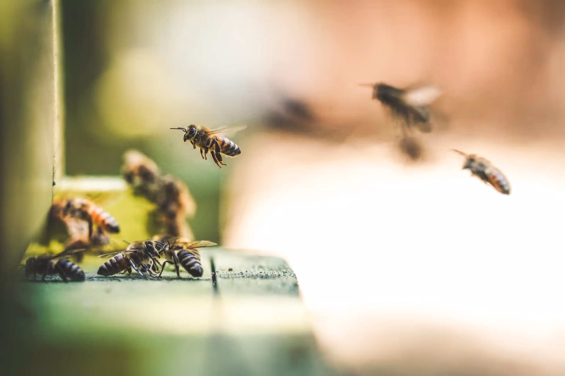 emsige Bienen am Ausflugloch ihres Bienenstocks