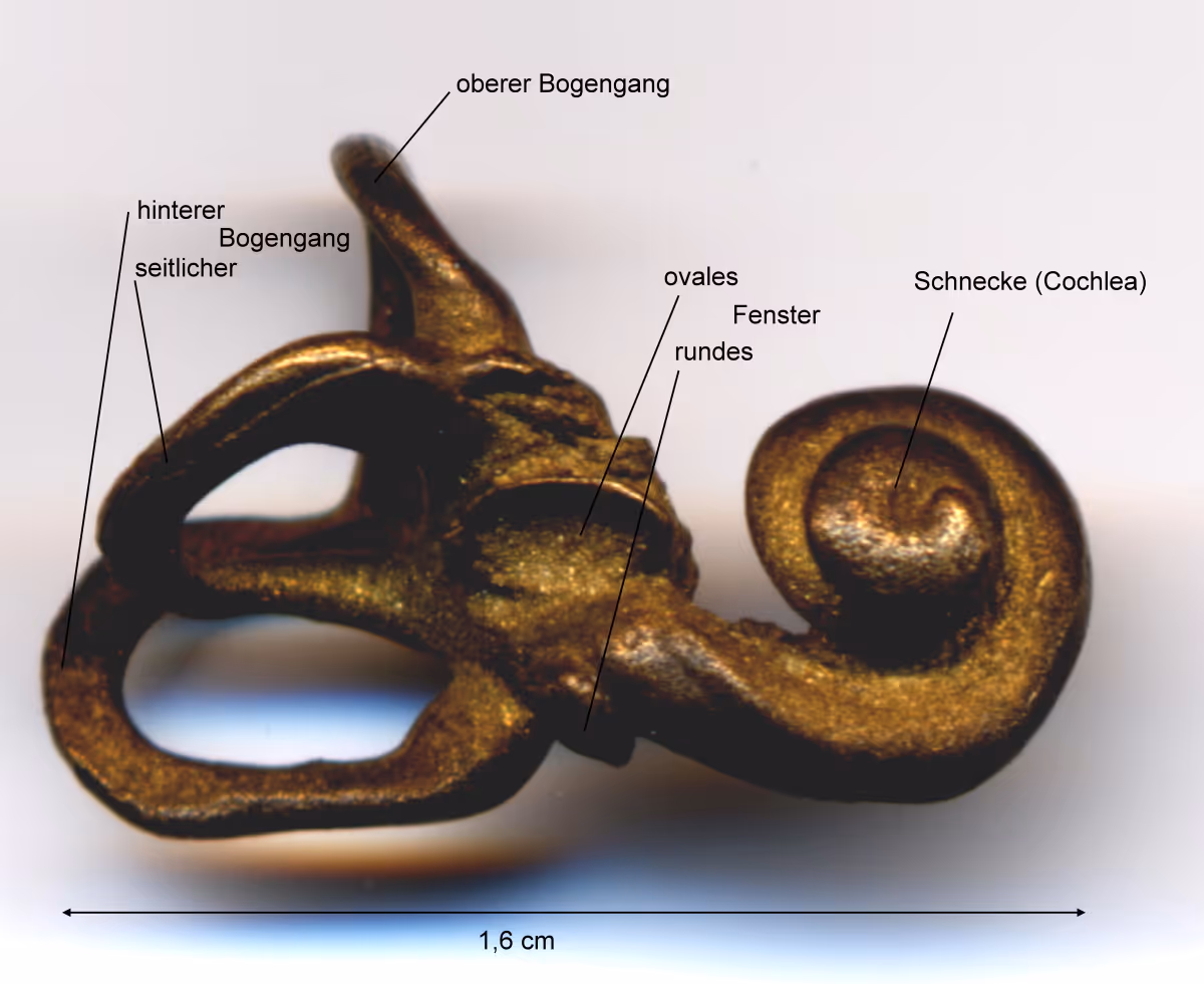 Abguss eines menschlichen Innenohrs mit Cochlea-Schnecke