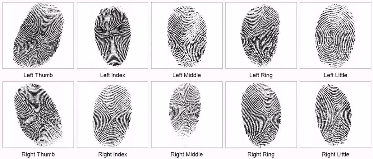 A Digital Fingerprint Scanning of Our Ten Fingerprints