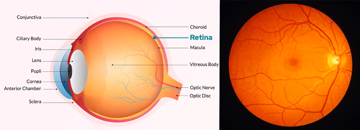 Retina Position in Human Eye and Retina Scan Image