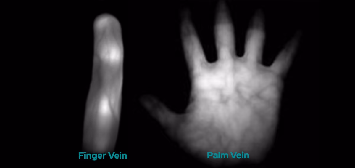 Finger Vein and Palm Vein