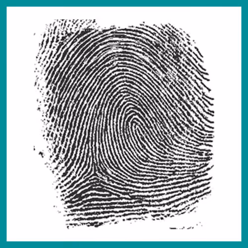 Fingerprint Patterns – Ulnar loop