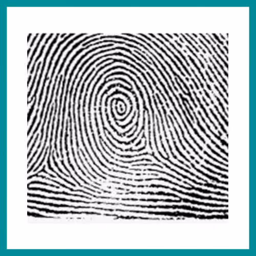 Fingerprint Patterns – Central pocket