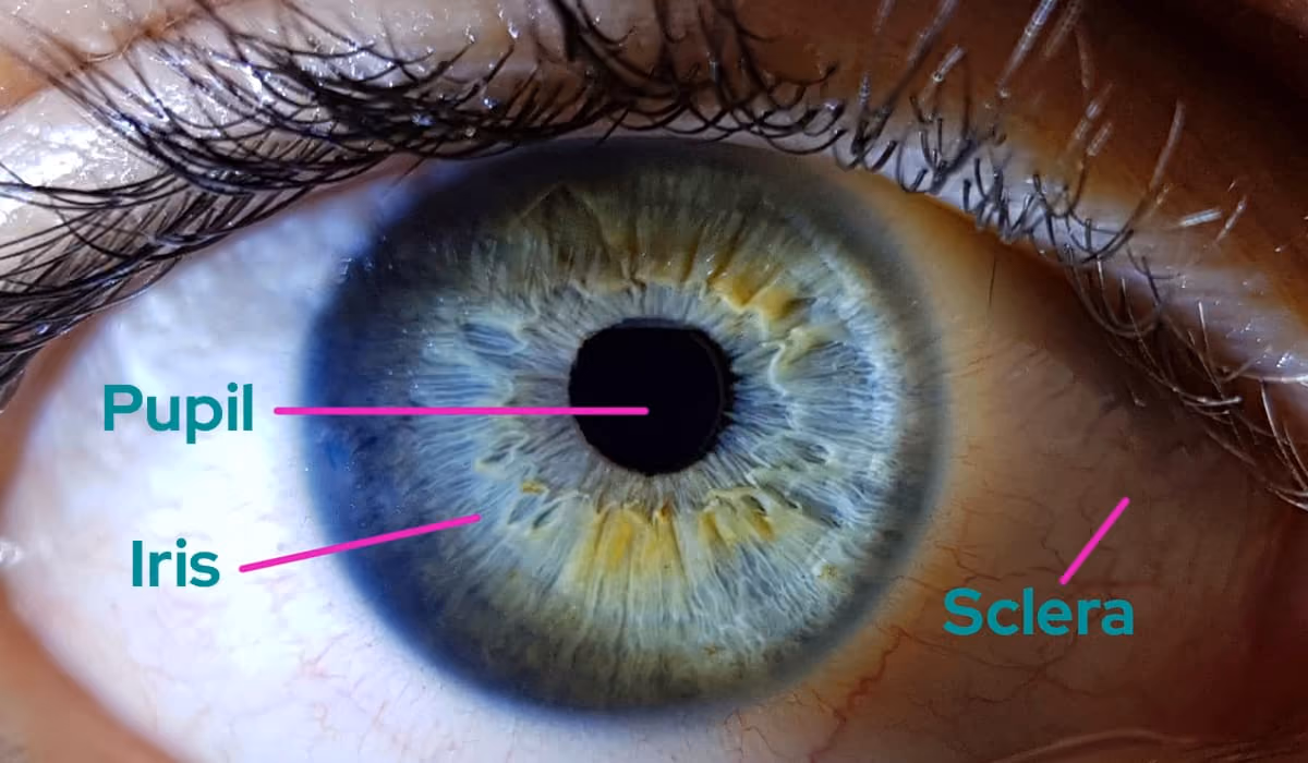 Iris of the Eye. Showing the position of iris, pupil, and sclera.