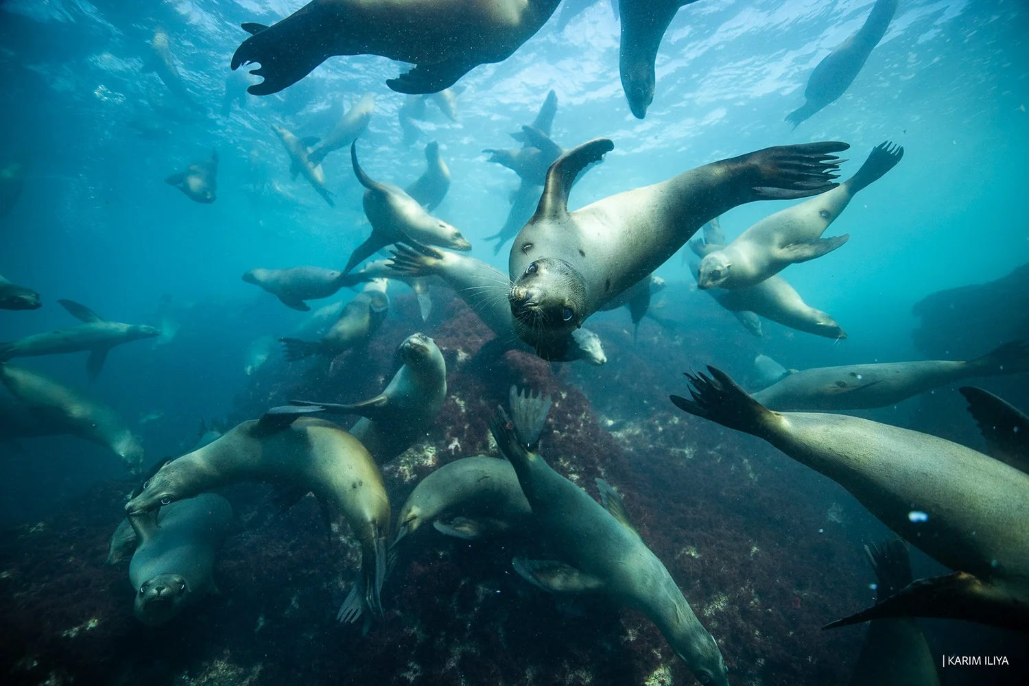 Mexico: Swim with Striped Marlin & Sea Lions