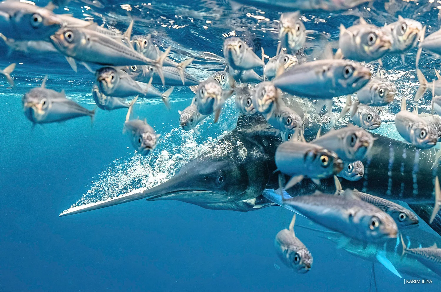 Mexico: Swim with Striped Marlin & Sea Lions