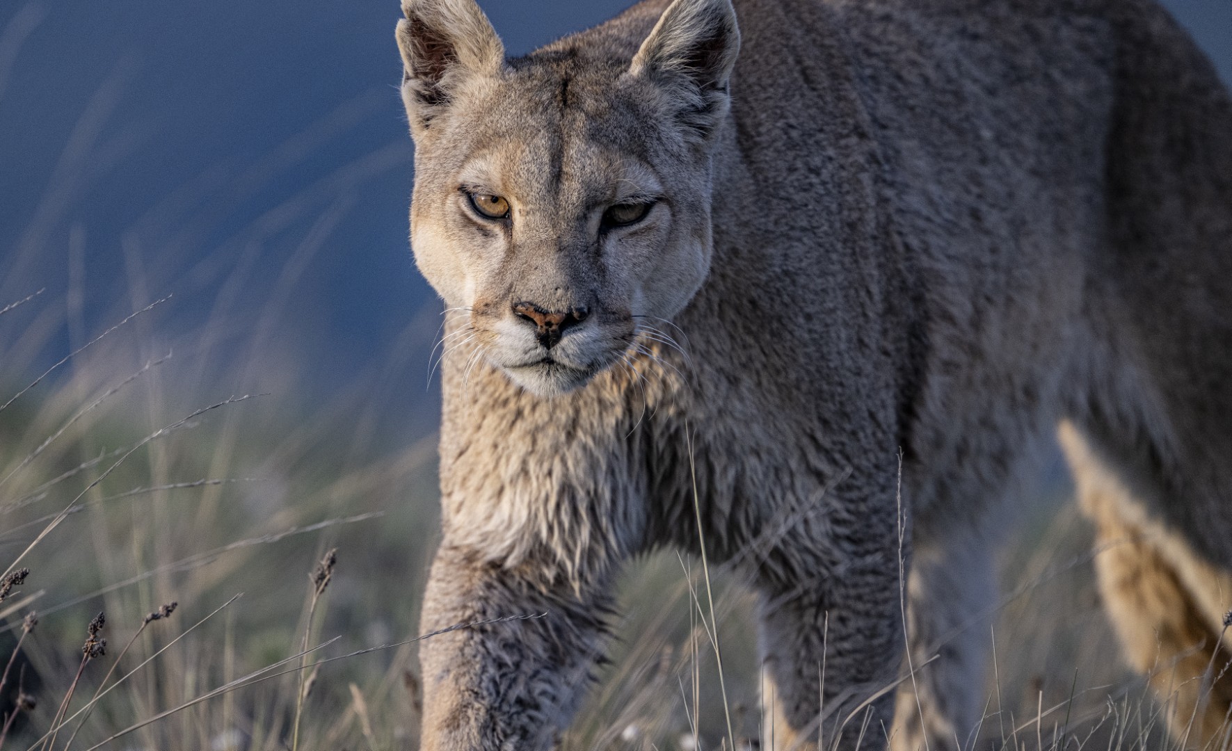 Patagonia: Incredible Landscapes and Pumas