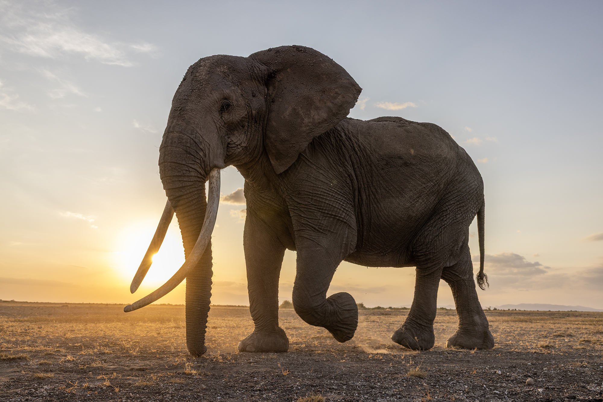 Kenya: Elephants of Amboseli