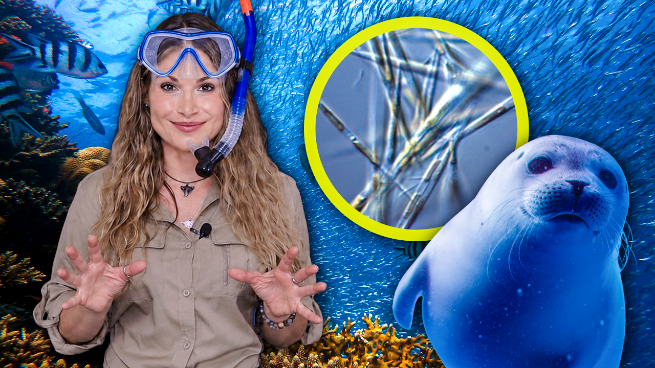 Ocean Animals & Their Habitats