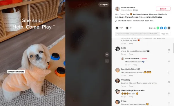 Miso and Friends TikTok Screenshot