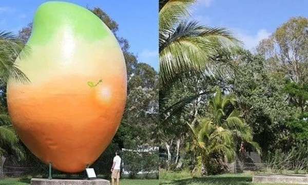 disappearing-nandos-mango