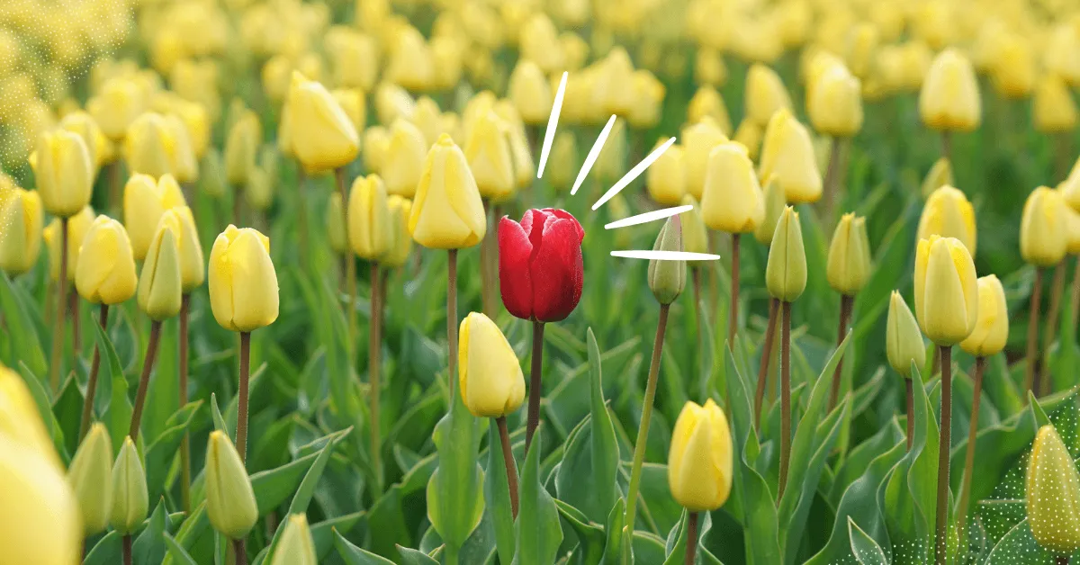 Find Your Brand’s Unique Selling Proposition (With 7 Ecommerce Examples!) | ReferralCandy Blog