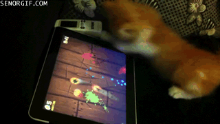 fruit ninja cat