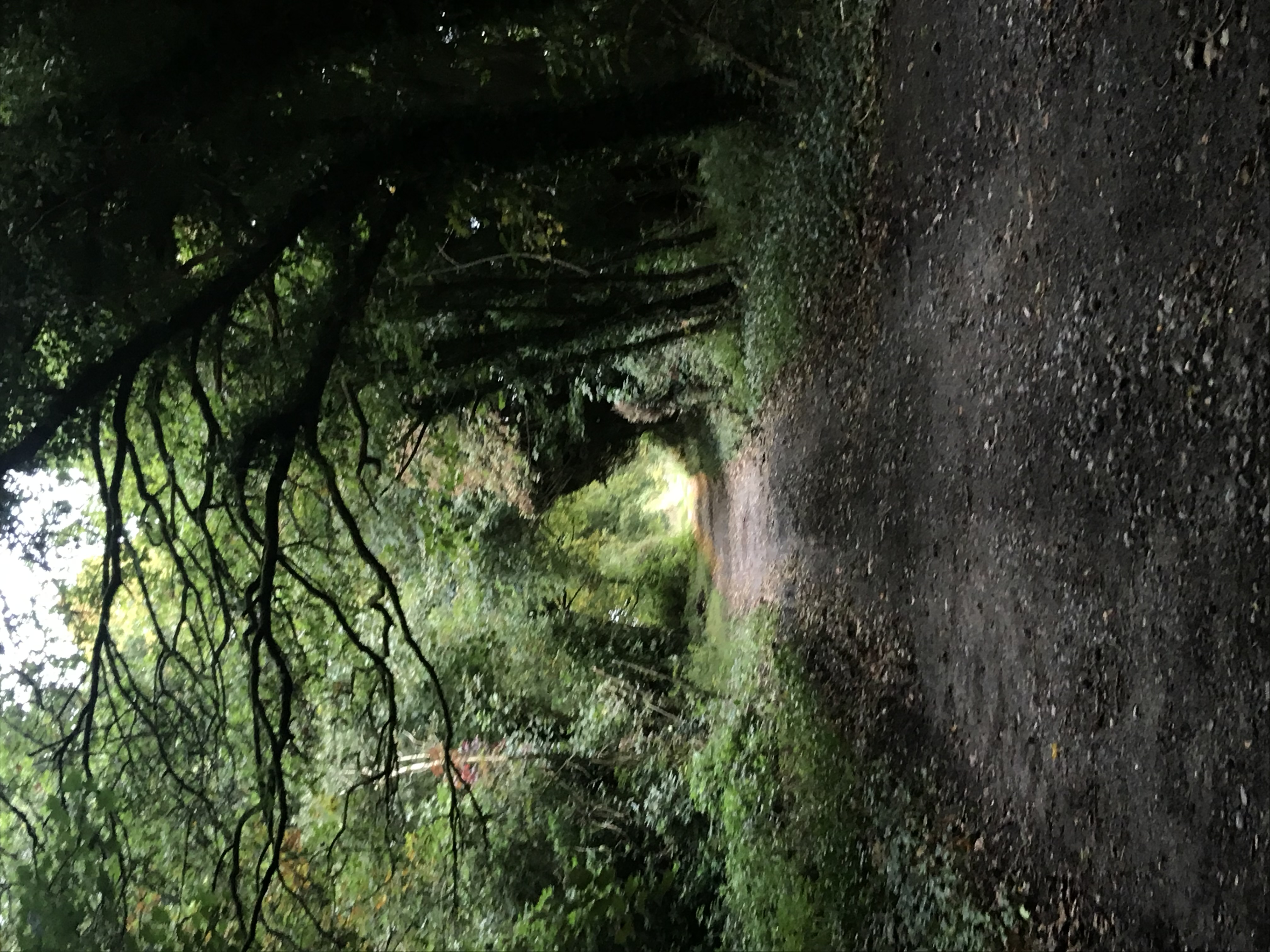 Gift of Silence Retreat