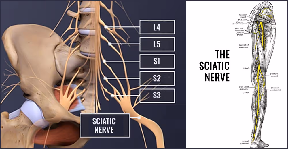 The sciatic nerve and its nerve roots