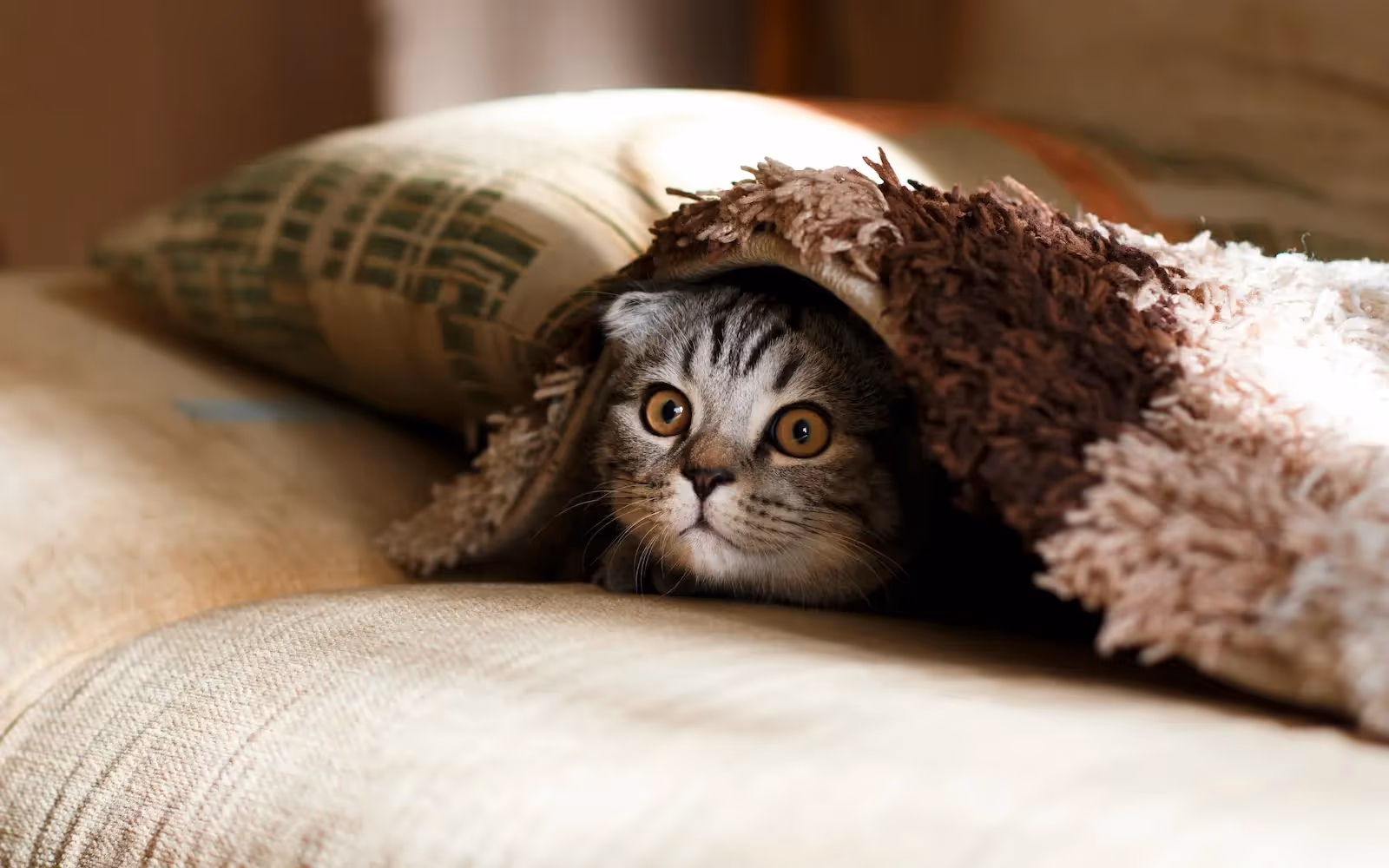 Picture of a cat under a blanket