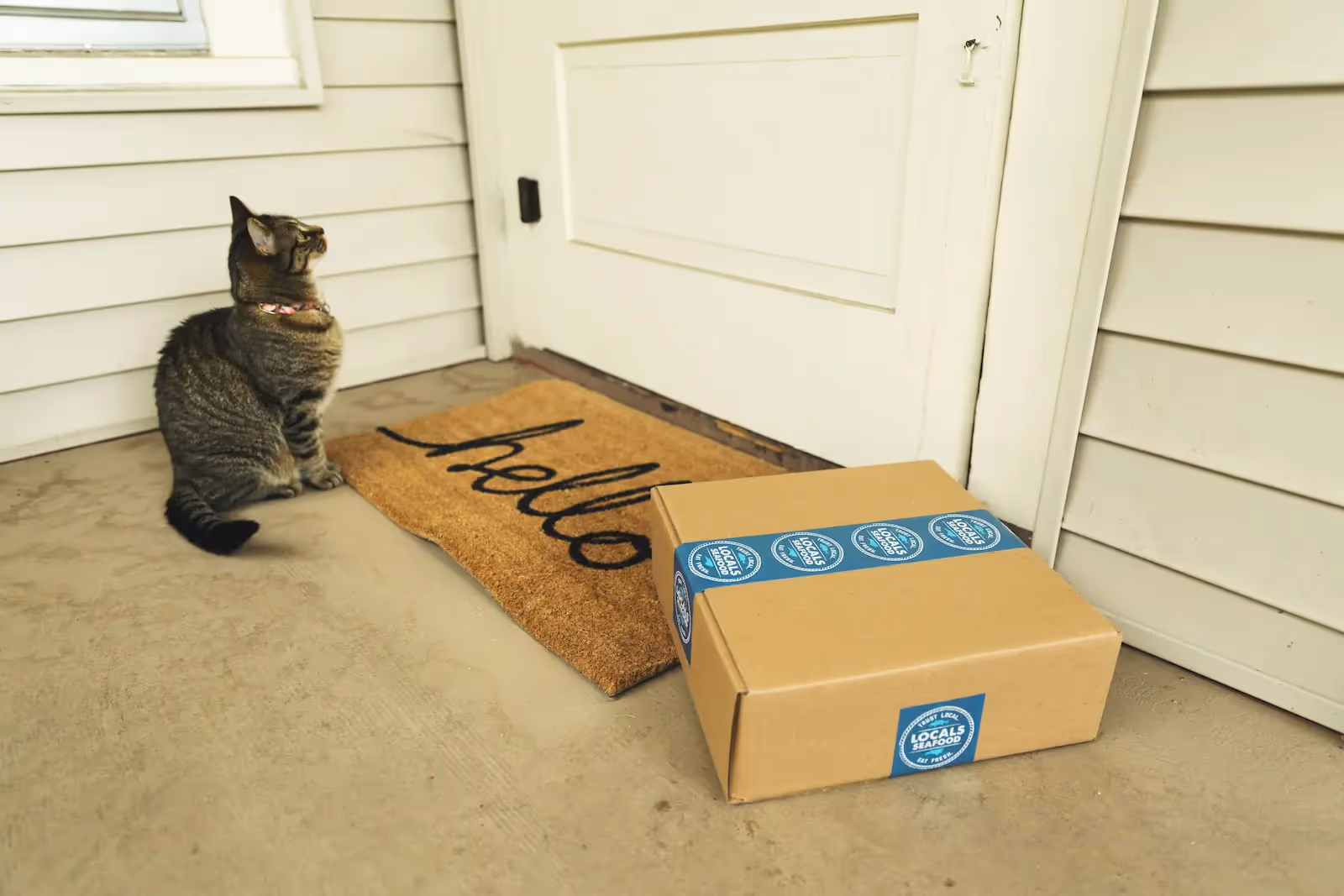 A package and a cat in front of a door