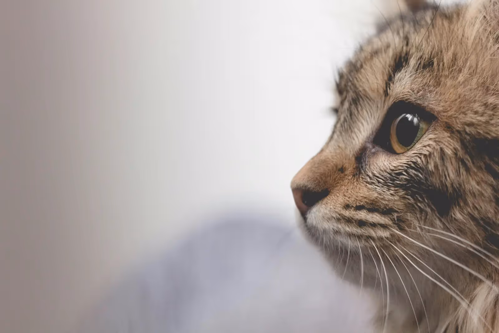 Picture of a cat