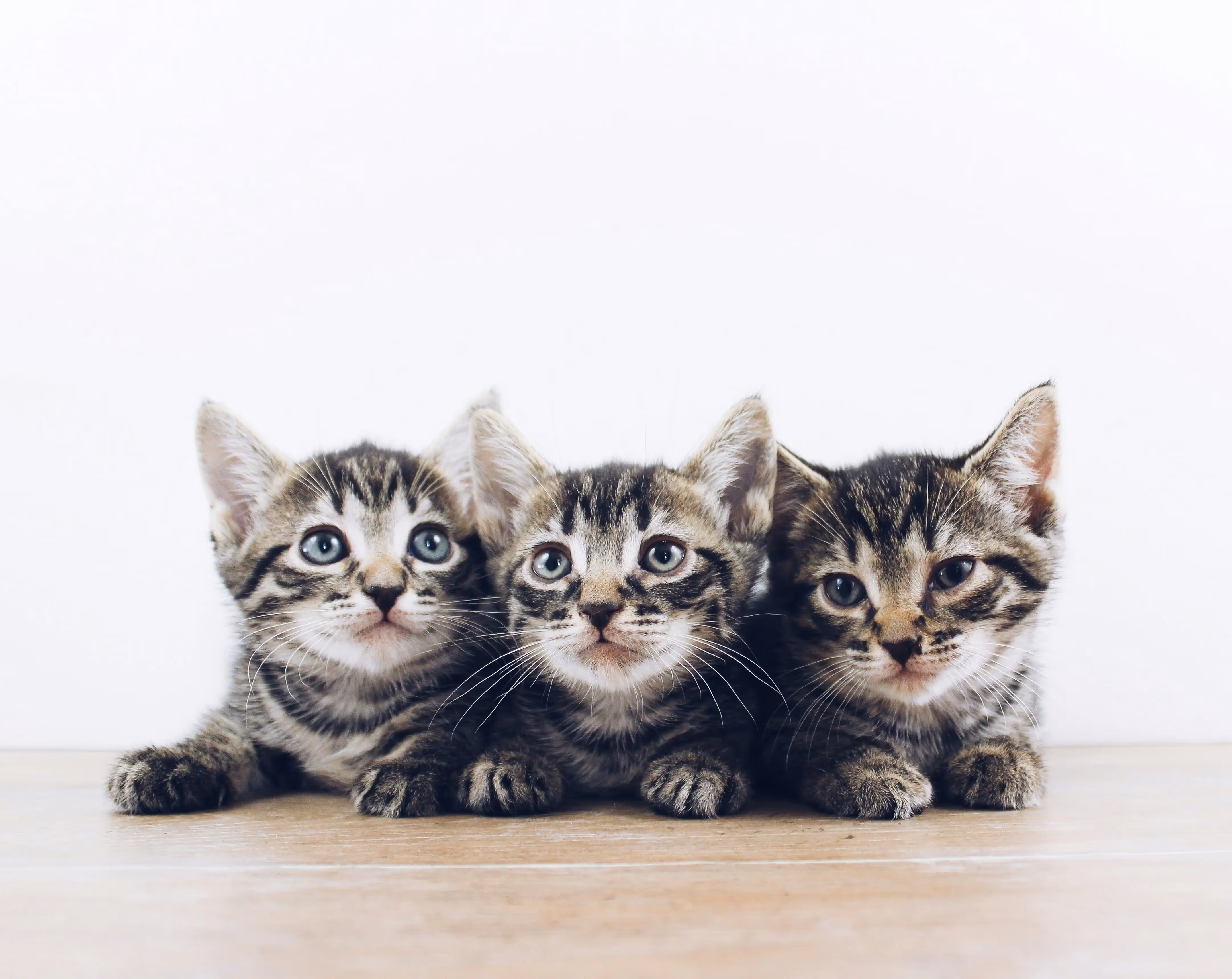 Three kittens