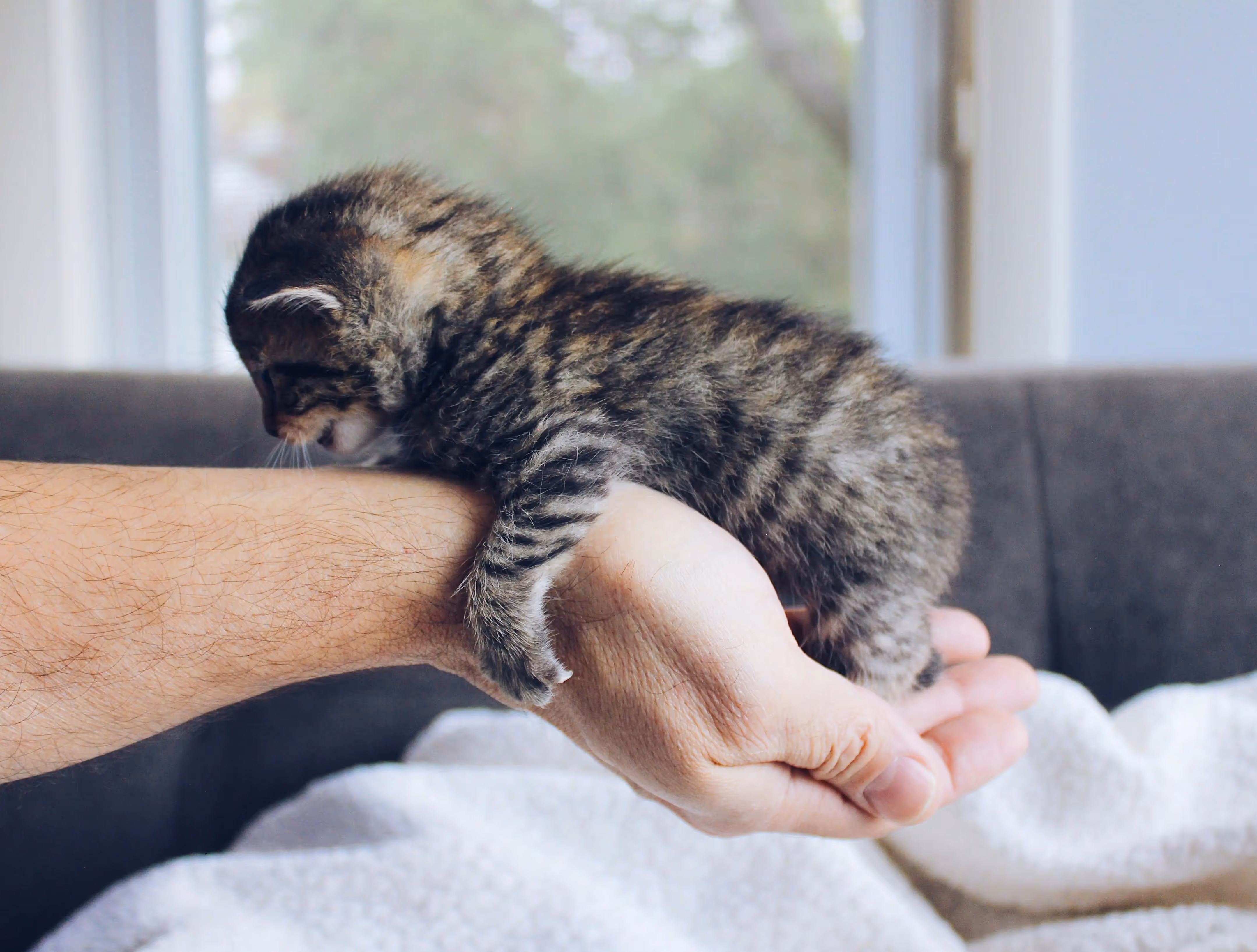 Kitten on a hand