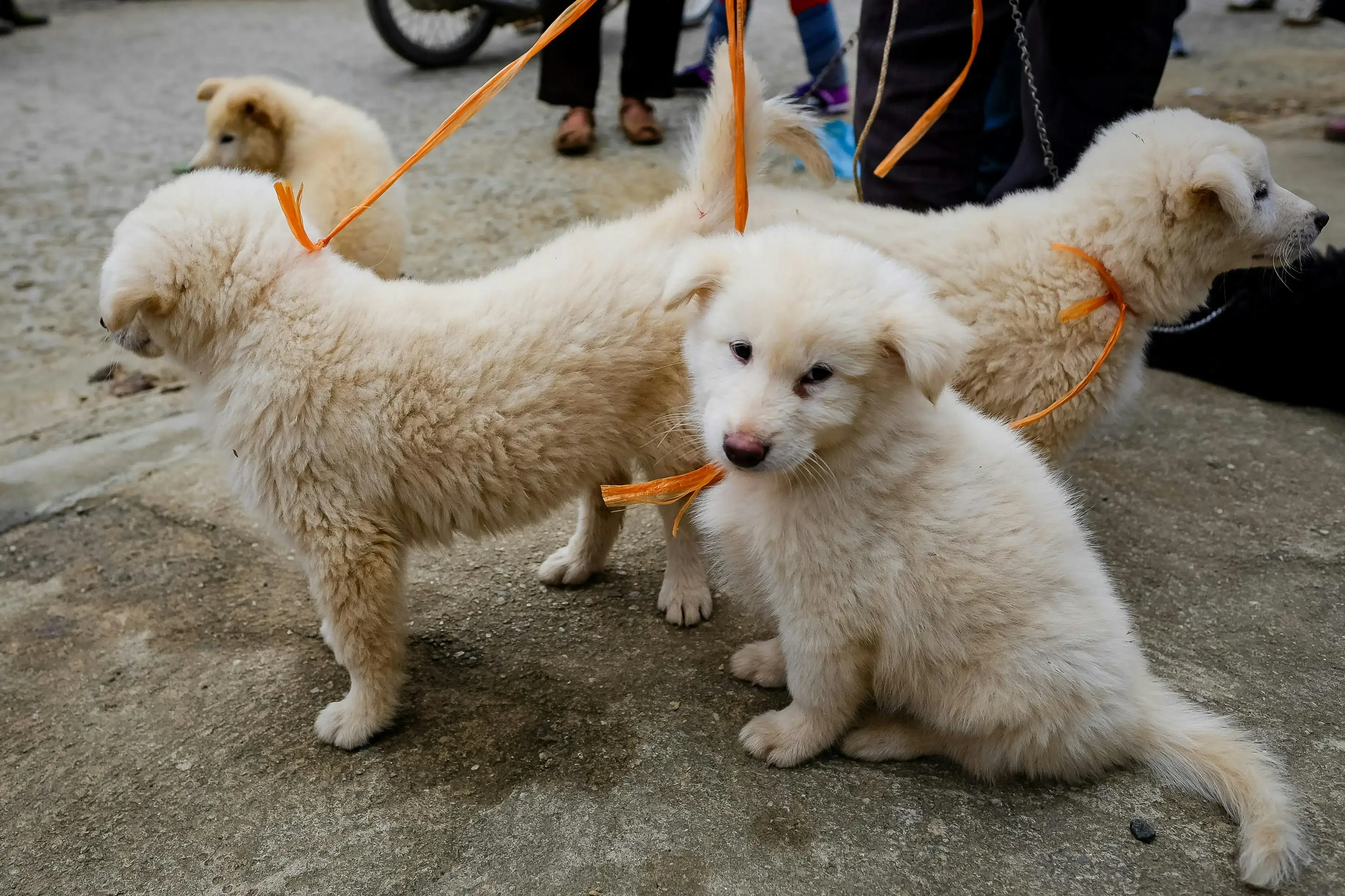 A litter of puppies