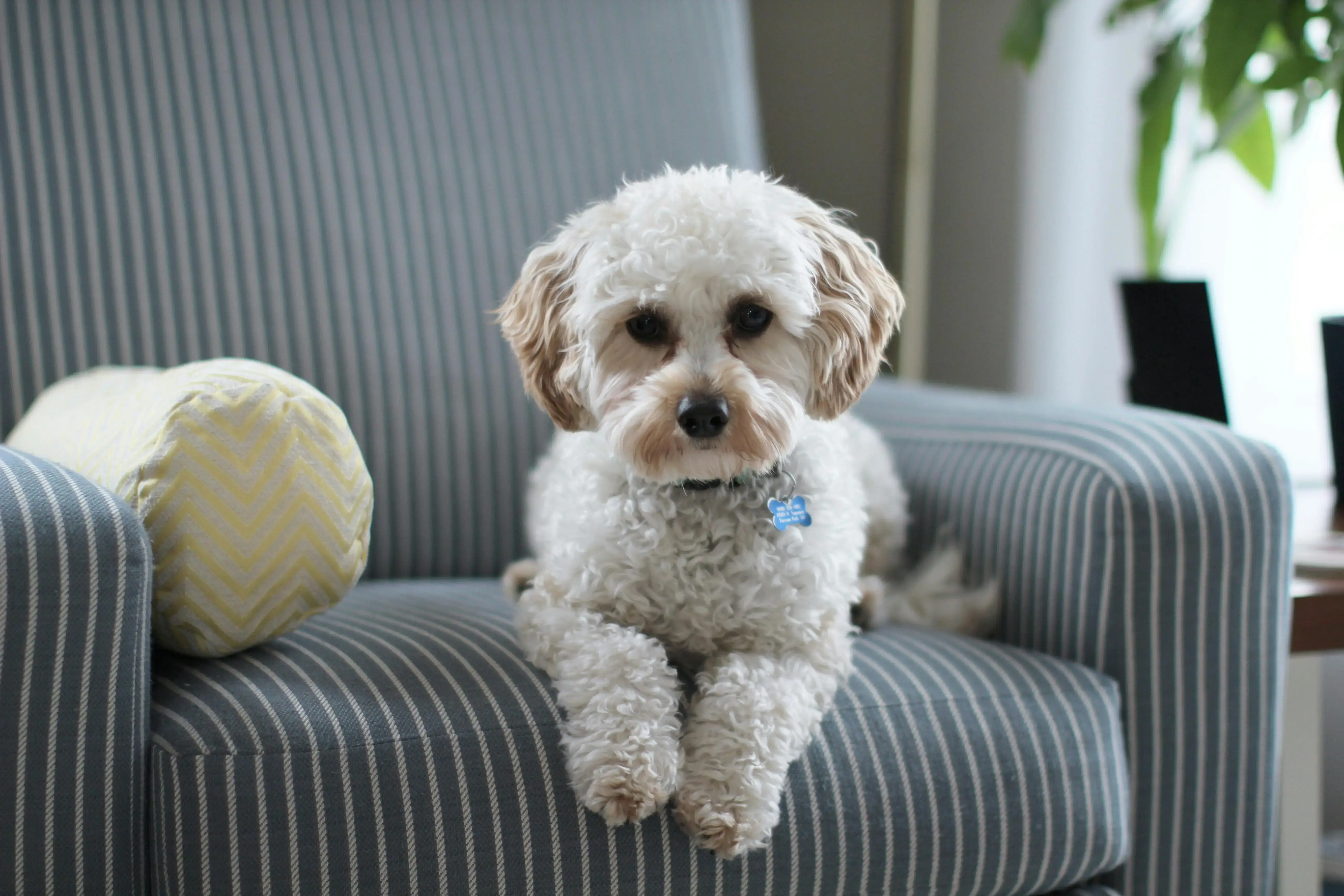Dog on a sofa