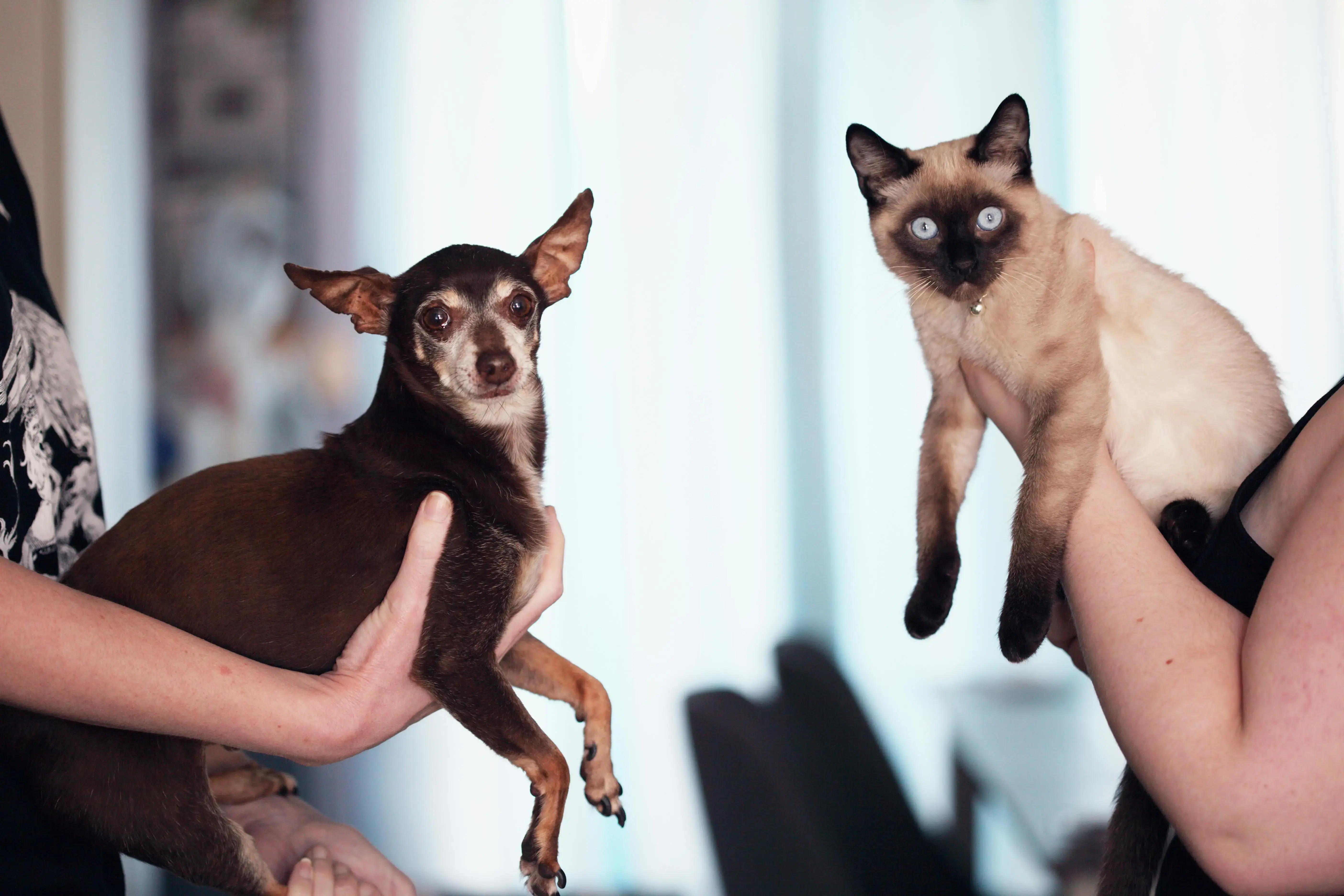 A dog and a cat