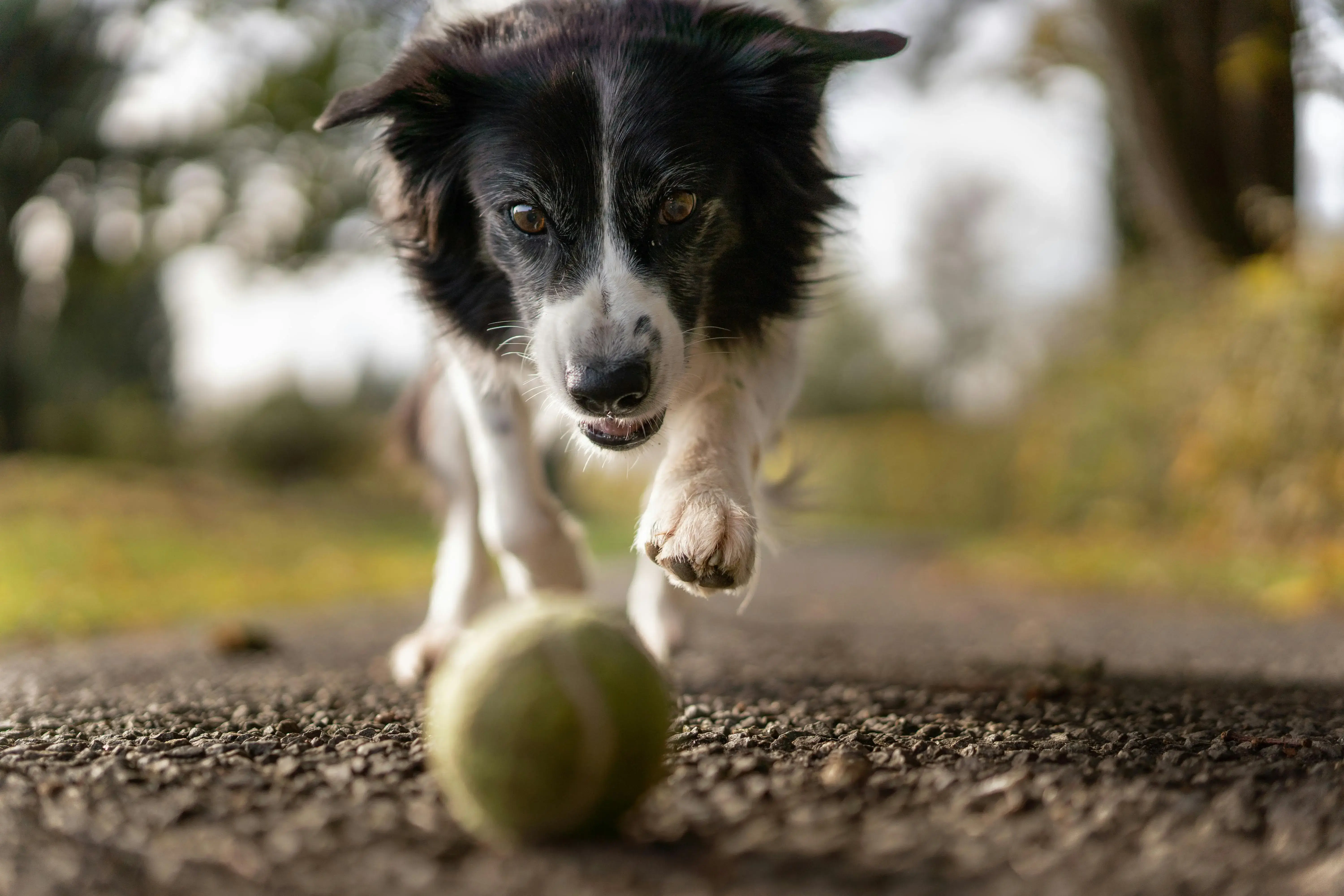 Dog chasing a ball