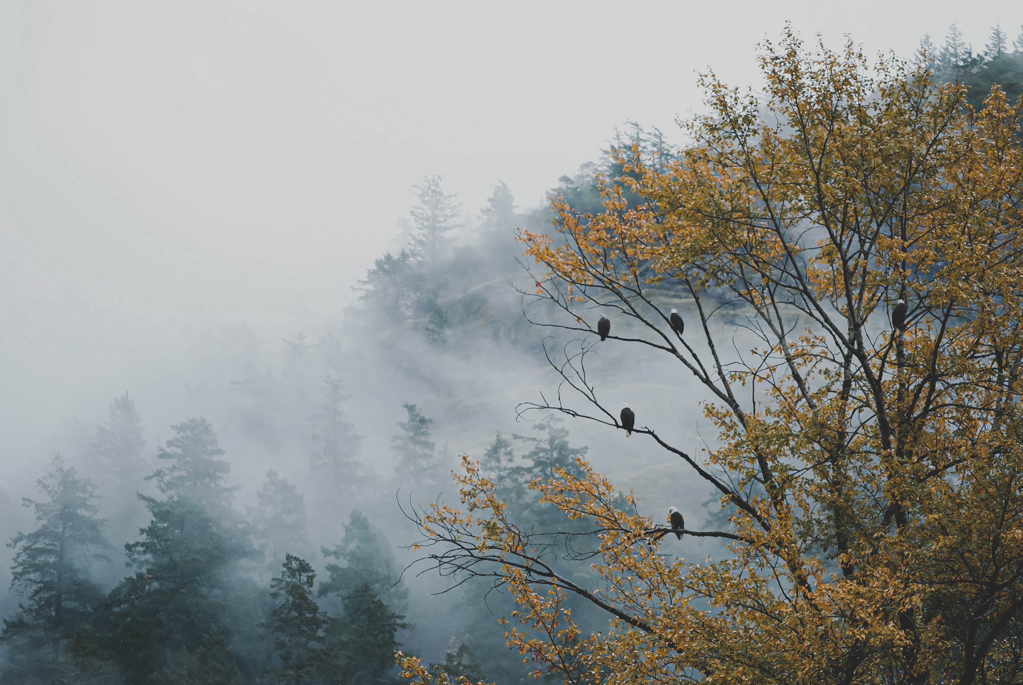 Eagles in a tree
