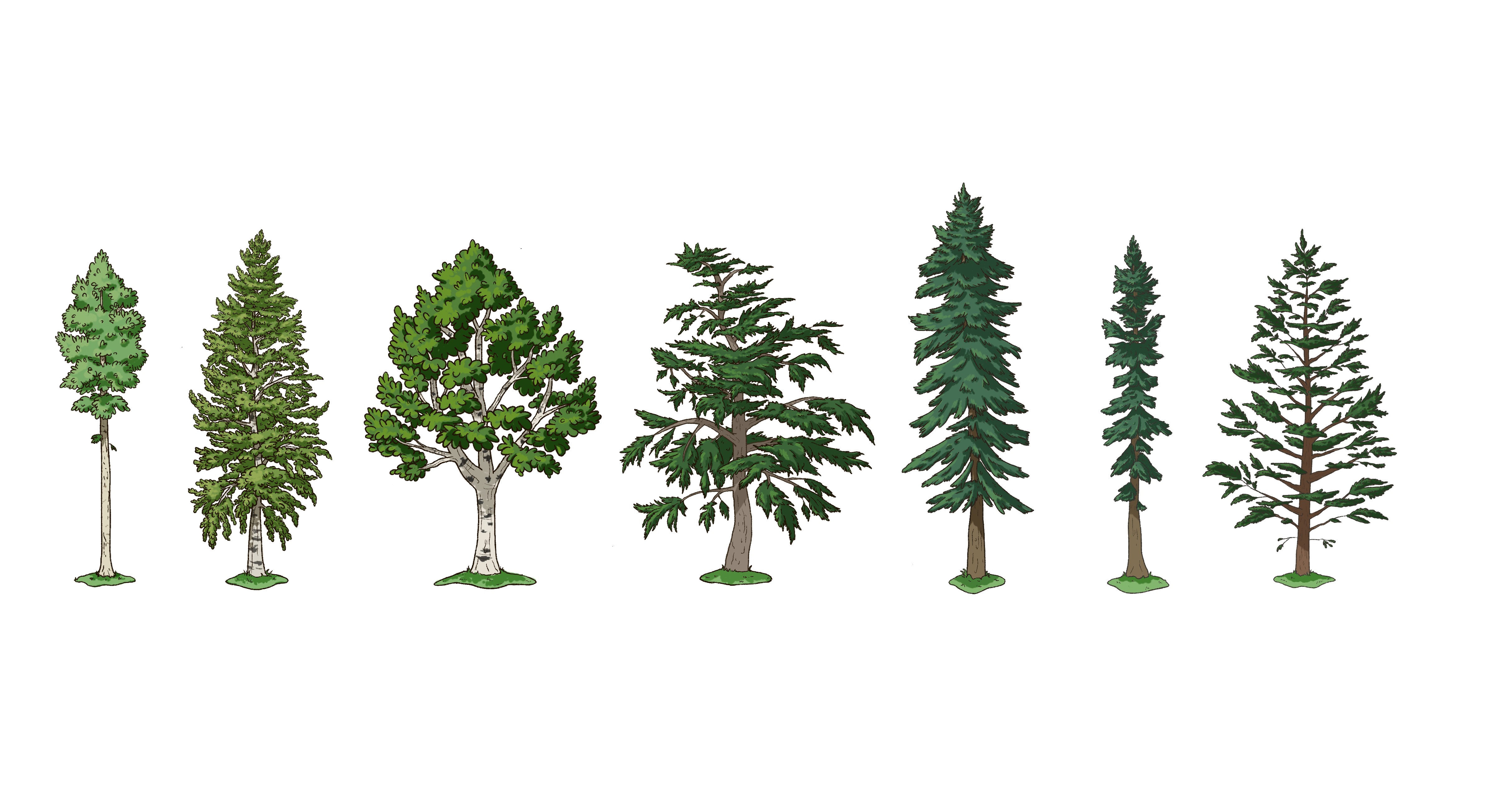 Seven tree species illustrations