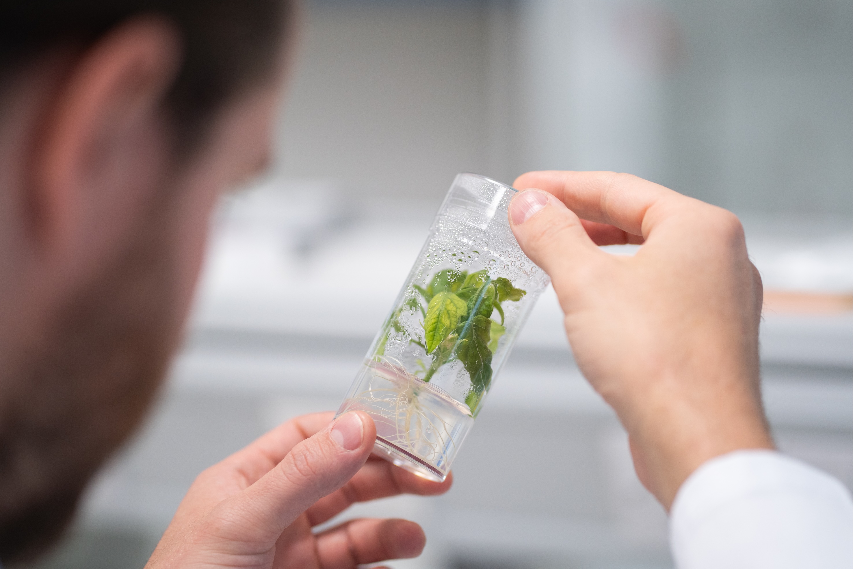 Beck’s and RAGT Select Phytoform’s AI-powered Gene Tuning to Develop Next-Generation Corn Trait Product 