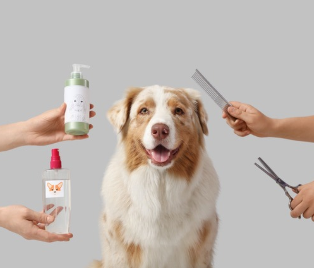 Why Pet Care Products Are a Fast Growing Market Segment