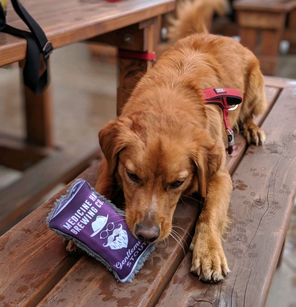 Dog-friendly patios in Medicine Hat
