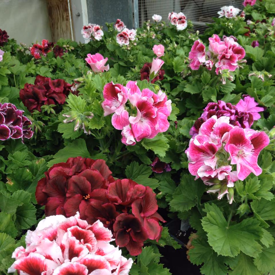 Windmill Garden Centre