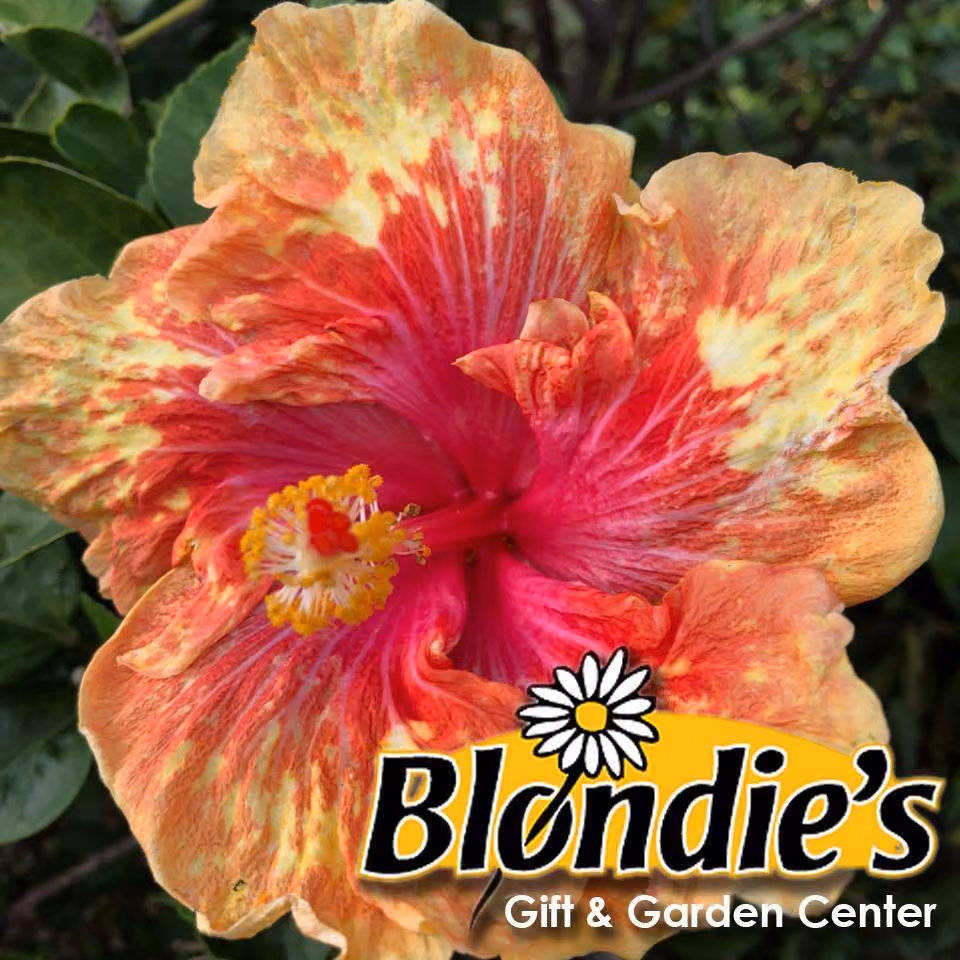 Blondie's Gift & Garden Center