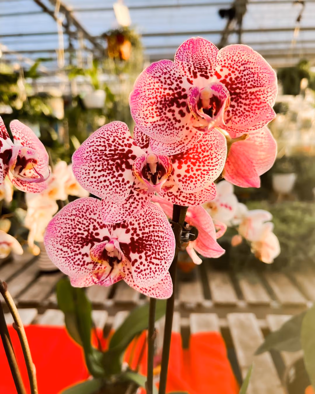 Blondie's Gift & Garden Center