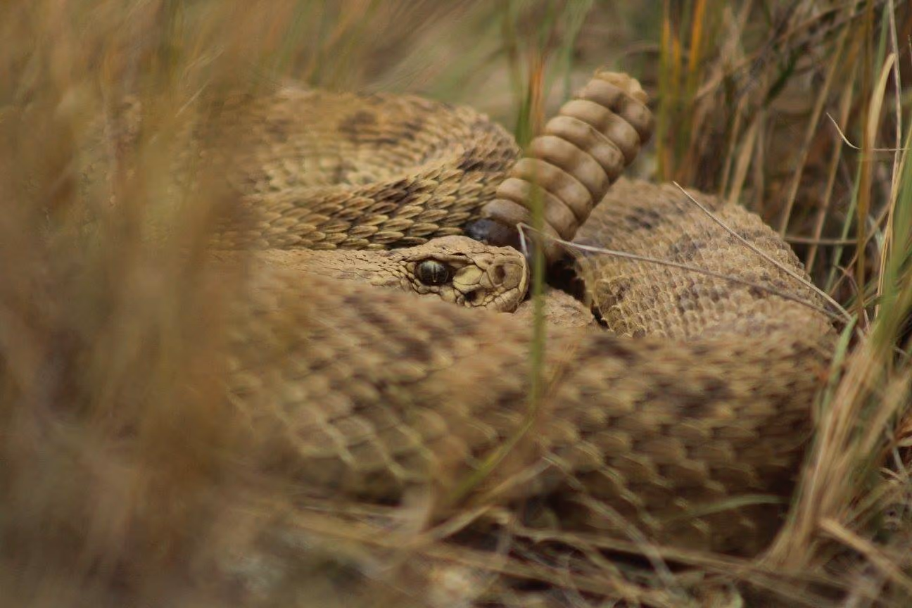What to Know About Snakes in Medicine Hat