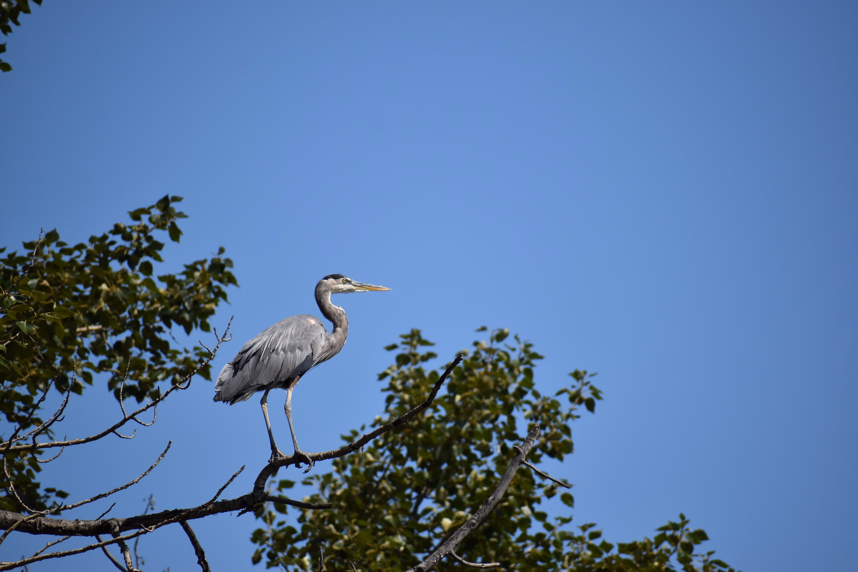 Medicine Hat Birding